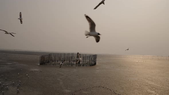 Seagulls Flying in Slow motion in a Quiet Mangrove Seaside, Sunset, Bangkok, Bang Pu