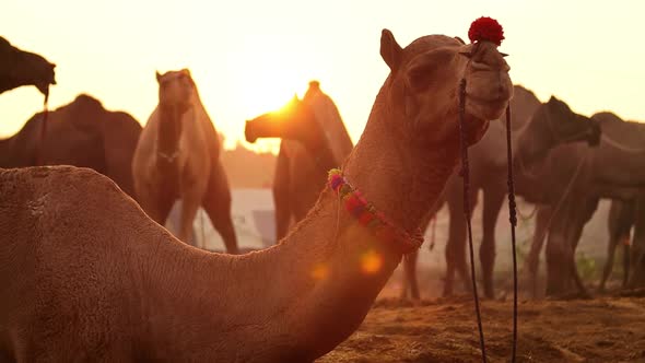 Camels in Slow Motion at the Pushkar Fair Also Called the Pushkar Camel Fair