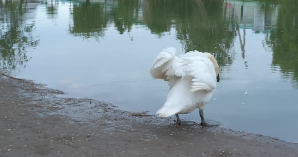 Swimming alone swan. 