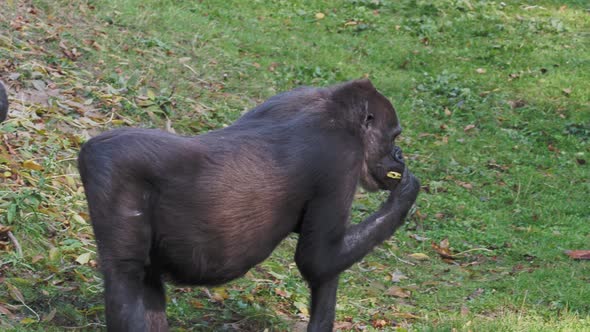 Western lowland gorilla looking for food