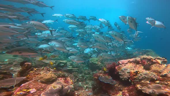 a huge school of silver jackfish swimming on the coral reef in Indonesia. Camera slowly moving throu