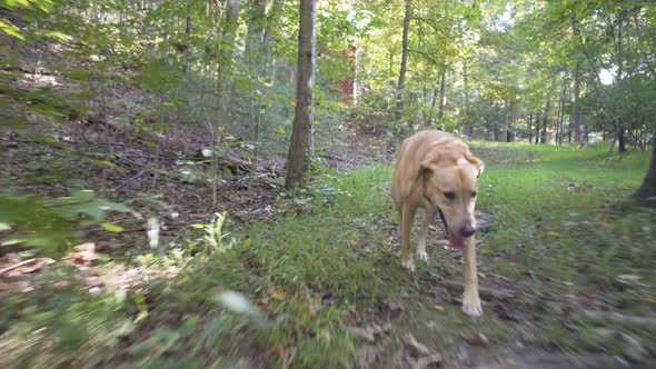 Yellow Labrador retriever strutting through the forest with sun glinting off the lens.