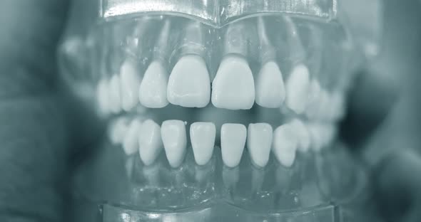 Model of Human Teeth of the Human Jaw Closeup