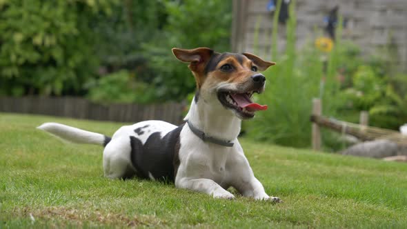 Close up tracking shot of jack russel terrier dog lying on grass of backyard and waiting throw of ba