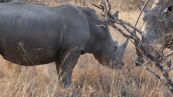 Follow Shot of Two Large White Rhinos Grazing in Bushland