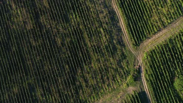 Aerial Shot of Large Vineyard Fields Among the Mountains