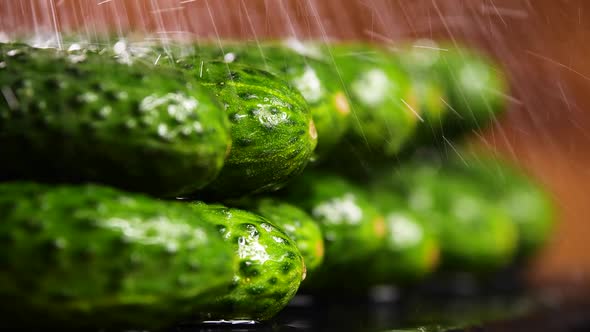 Beautiful Cucumber With Drops of Water, Food Video, Raw Organic Vegetables, Organic Harvest in