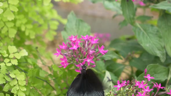 Male Scarlet Mormon Butterfly working on pink flower and beating wings in slow motion - Flowing rive