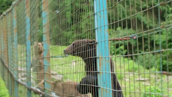 Brown Bears in a Rehabilitation Center After Bullying at the Zoo