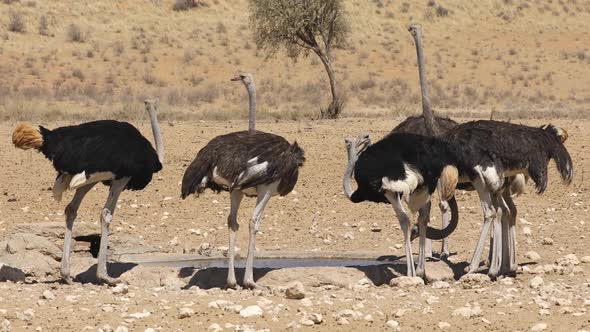 Ostriches Drinking Water At A Waterhole