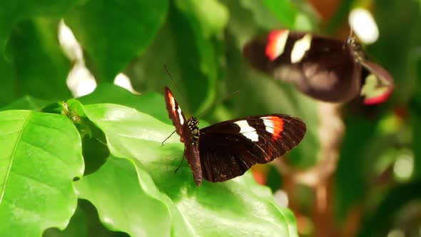 HD - Butterfly communication. Slow motion