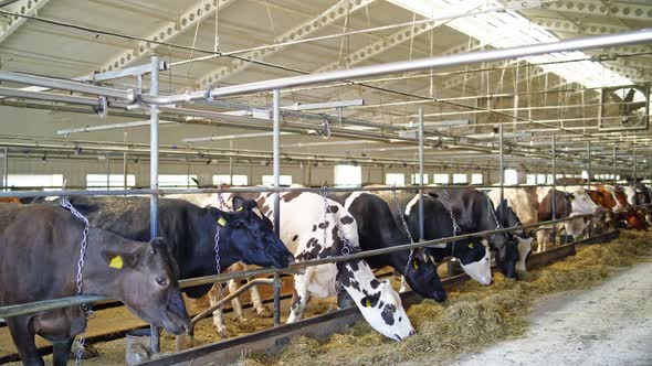 Feeding cows on diary farm. Dairy cows feeding on industry farm