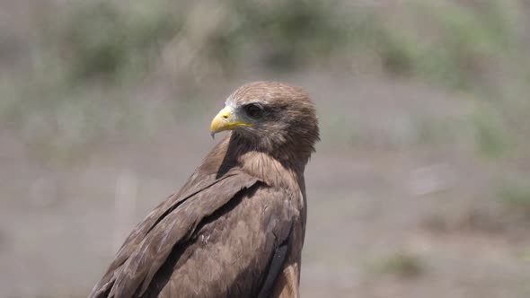 Close up from a Yellow billed kite 