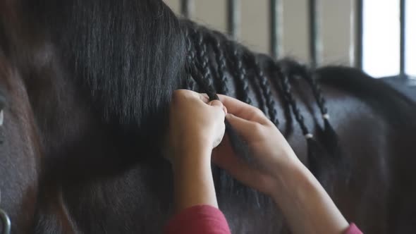 Female Hands Caring for Black or Brown Horse Mane in a Stall. Unrecognizable Jockey Preparing His