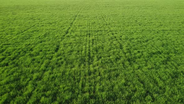 Aerial View on Green Wheat Field in Countryside