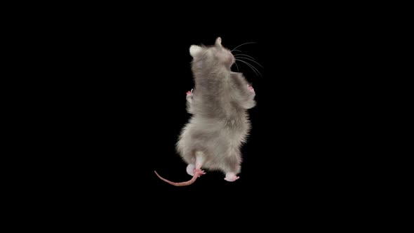 Rat Dancing Hd