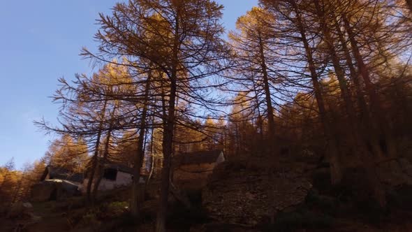 POV Walking on Fall Woods Path Near Trees