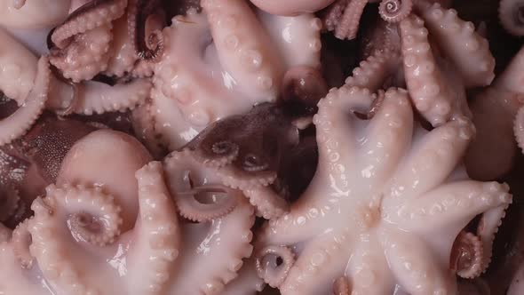Fresh Baby Octopuses 04