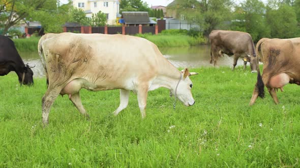 Domestic cows walk in the meadow