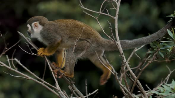 Squirrel Monkey Walking And Climbing On Branches Of Trees. - tracking, close up