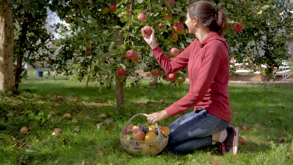 Woman In The Orchard Collects Ripe Apples From A Tree And Puts Them In A Basket