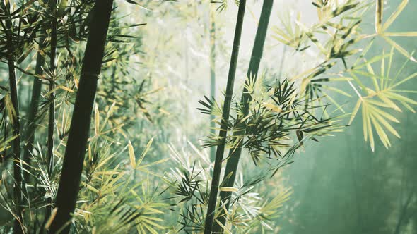 Bamboo Forest in Southern China