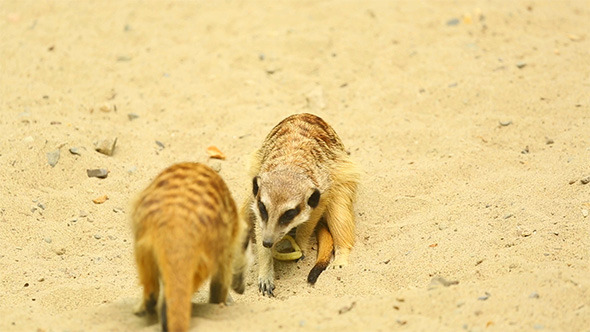 Playful Meerkats
