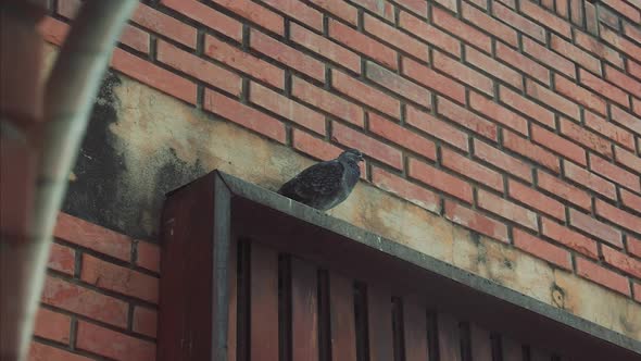 Paraguayan pidgeon sitting and staring confused. Old apartment view of the city. Rough texture and b