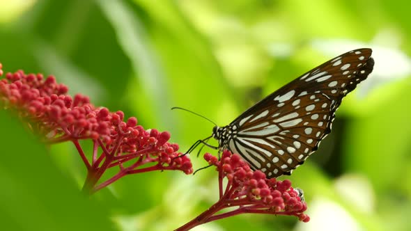 Tropical Exotic Butterfly in Jungle Rainforest Sitting on Green Leaves, Macro Close Up. Spring