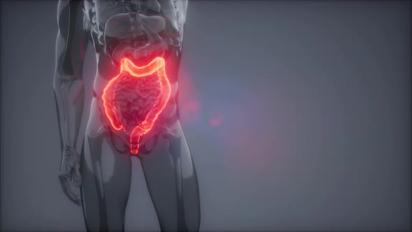 Human Colon Radiology Exam alt