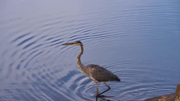 Heron struts below the cameraman in blue calm waters sending ripples everywhere.