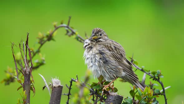 House Sparrow