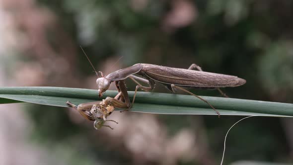 Praying mantis eating a grasshopper on a green leaf.