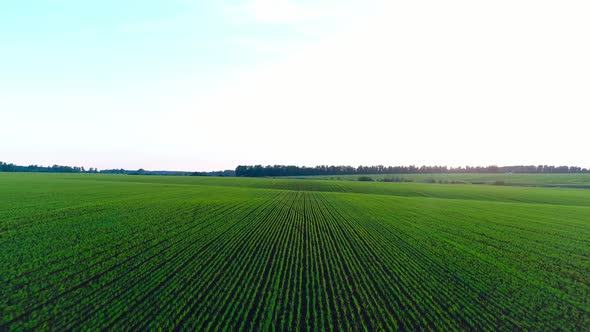 Aerial Video of an Agricultural Field with Wheat