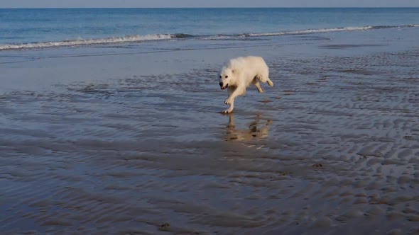 White swiss shepherd running on the beach.
