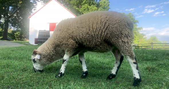 Closeup Side View of White Sheep with Black Spots Grazing By Colonial Stone Barn