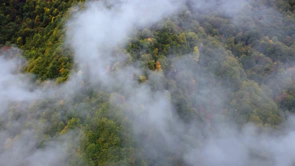 Fog And Autumn Colors On The Mountain Slope