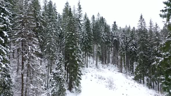 Flying Through the Coniferous Forest in the Mountains in Winter