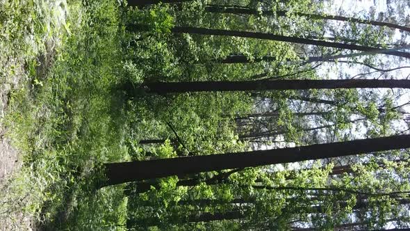 Vertical Video Aerial View Inside a Green Forest with Trees in Summer