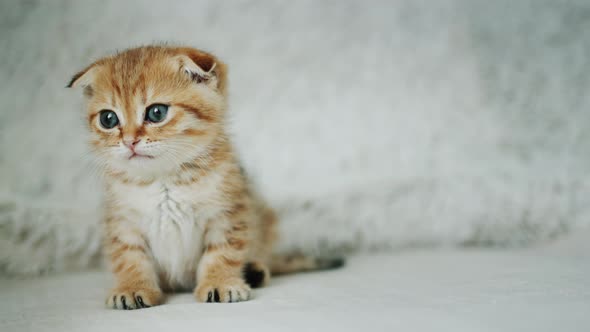 Cute Ginger Kitten Sits on the Sofa