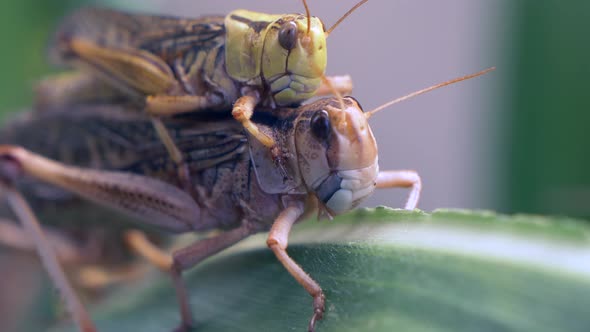 Macro shot of couple grasshoppers pairing and mating on green leaf in nature,4K - Locusta Migratoria
