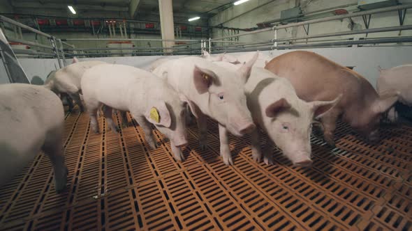 Young Pigs Are Scattering Along the Piggery Yard