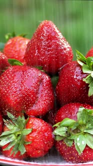 Large Red Ripe Strawberries are Pouring Rain or From a Sprayer