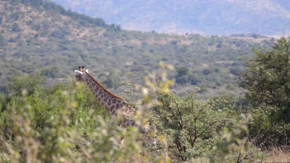 Pan from a giraffe walking at the savanna 