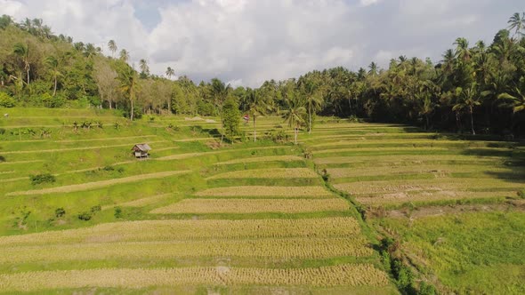 Tropical Landscape with Agricultural Land in Indonesia