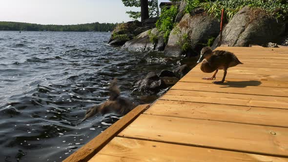 ducklings jump off the dock into lake 4k slow motion