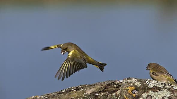 700587 European Greenfinch, carduelis chloris, Adult in Flight, Fighting, Normandy, Slow motion