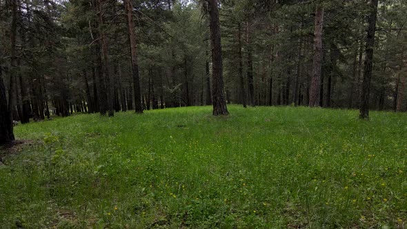 Yellow Pine Forests