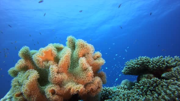 Blue Water Coral Reef Fish