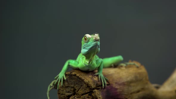 Helmet-bearing Basilisk Sitting on Wooden Snag at Black Background